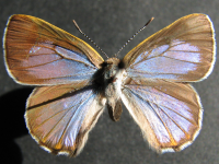 Hypochrysops ignita chrysonotus - Adult